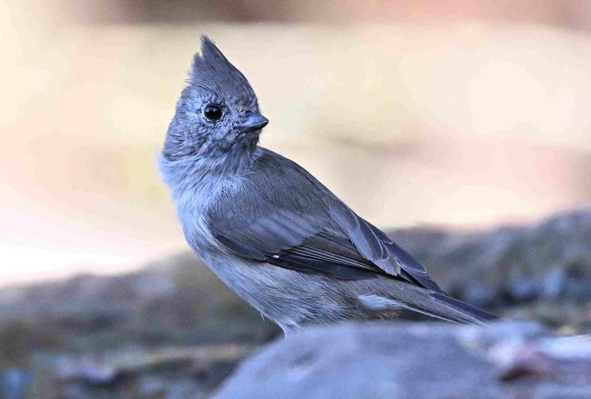 Oak Titmouse - ML641350216