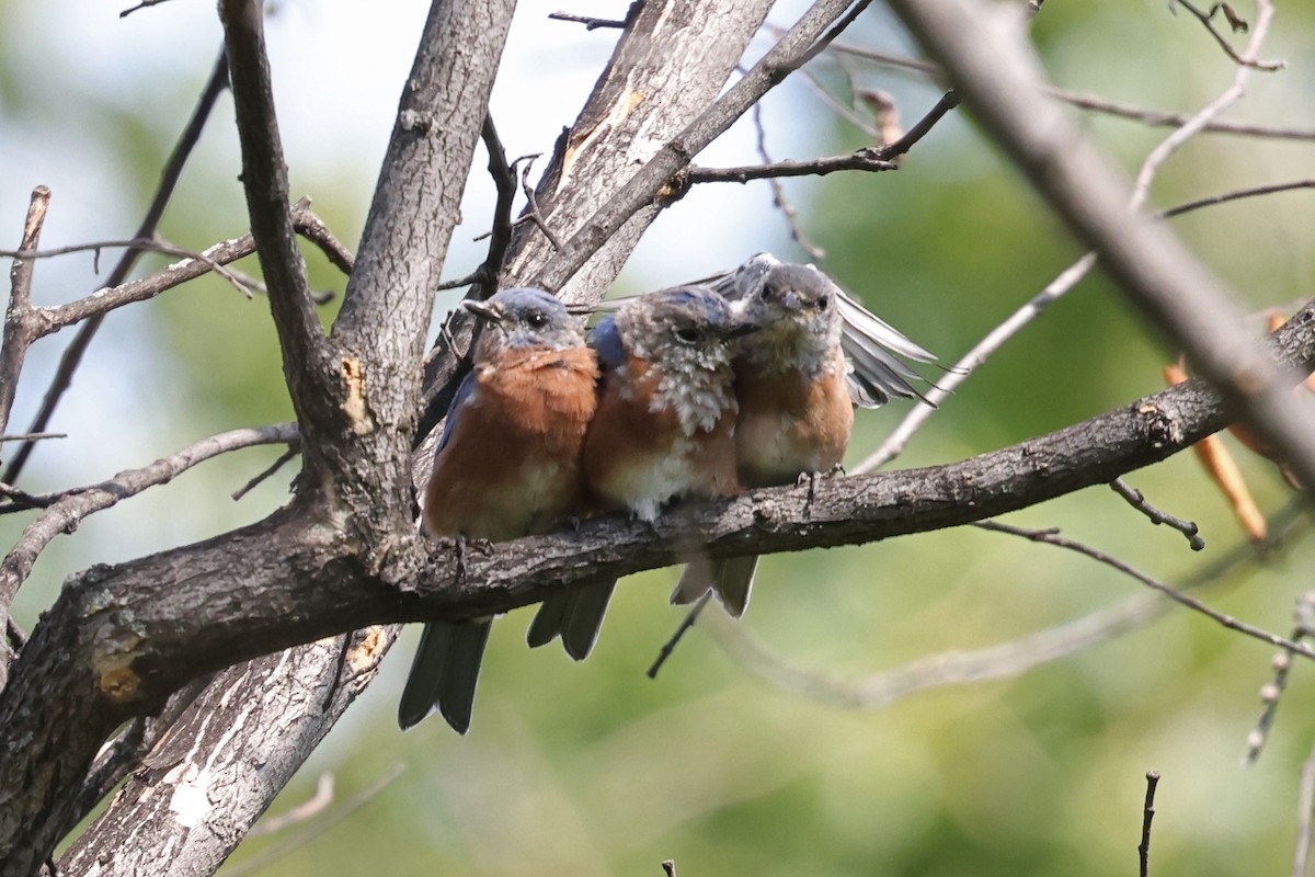 Eastern Bluebird - ML641350220