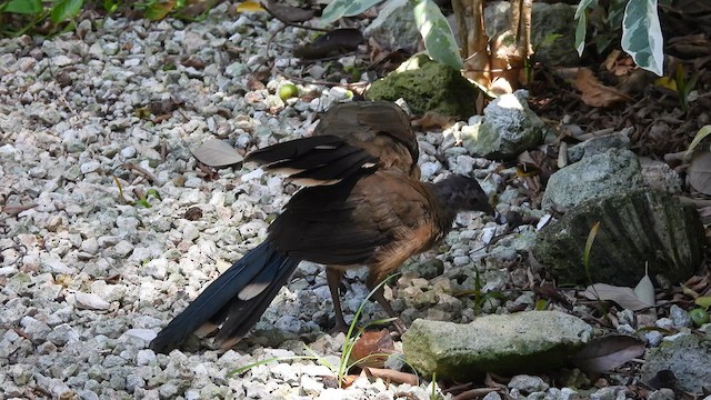 Plain Chachalaca - ML641350221