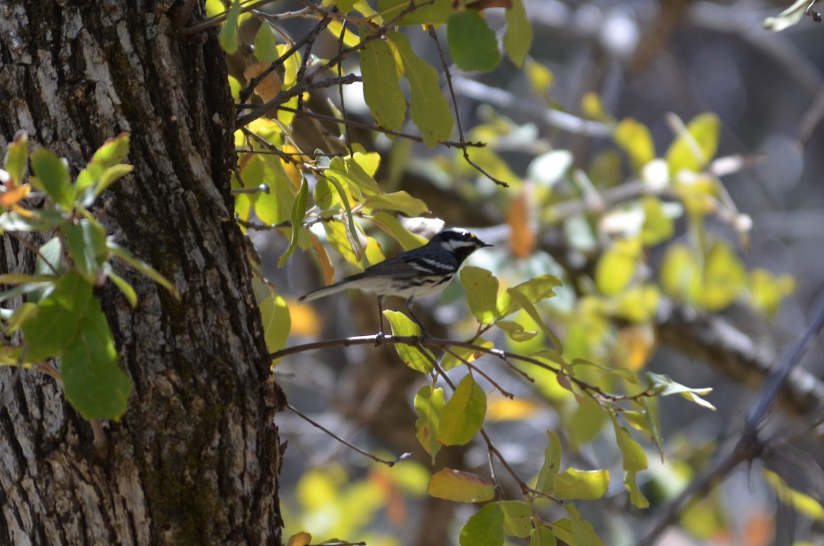 Black-throated Gray Warbler - ML641350226
