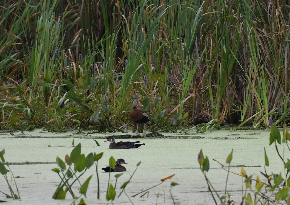 Black-bellied Whistling-Duck - ML641350238