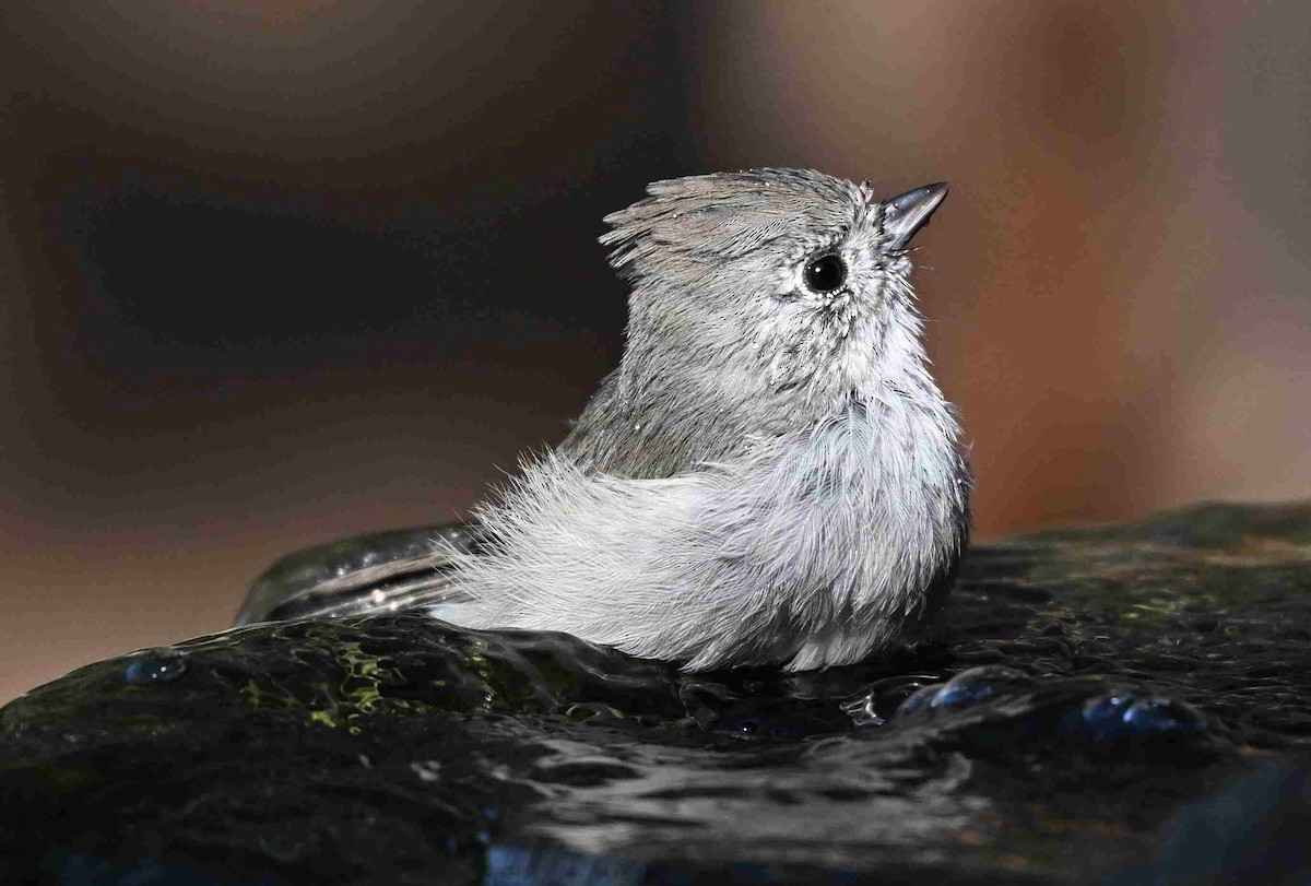 Oak Titmouse - ML641350245