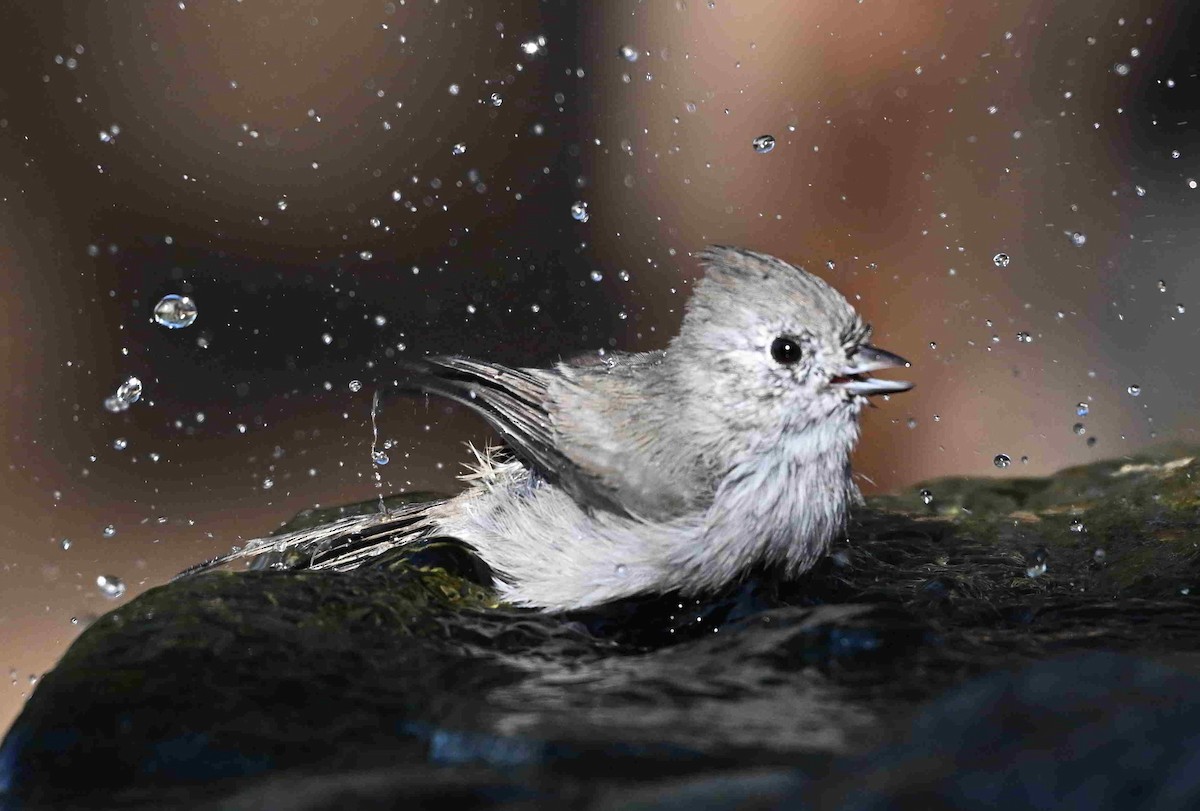Oak Titmouse - ML641350249
