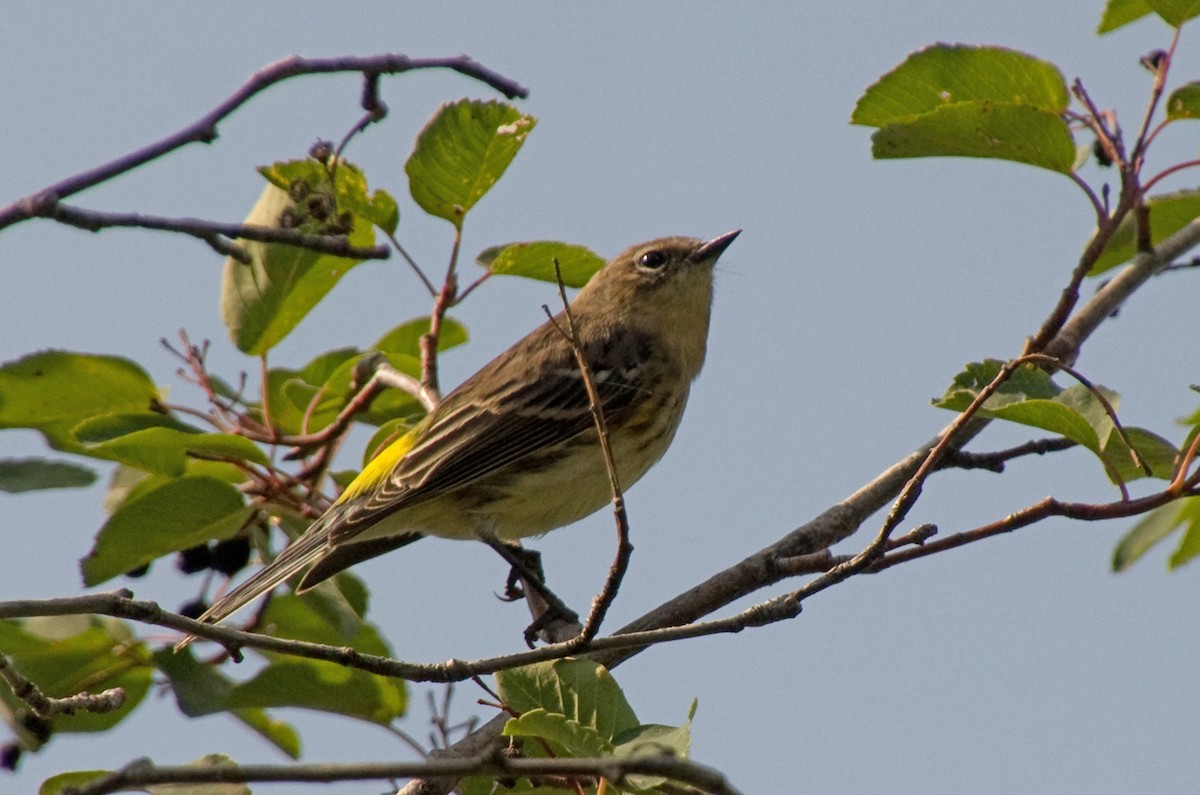 Yellow-rumped Warbler - ML641350252