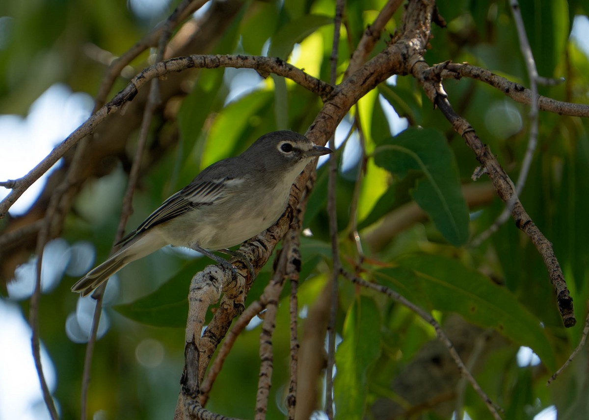 Plumbeous Vireo - ML641350258