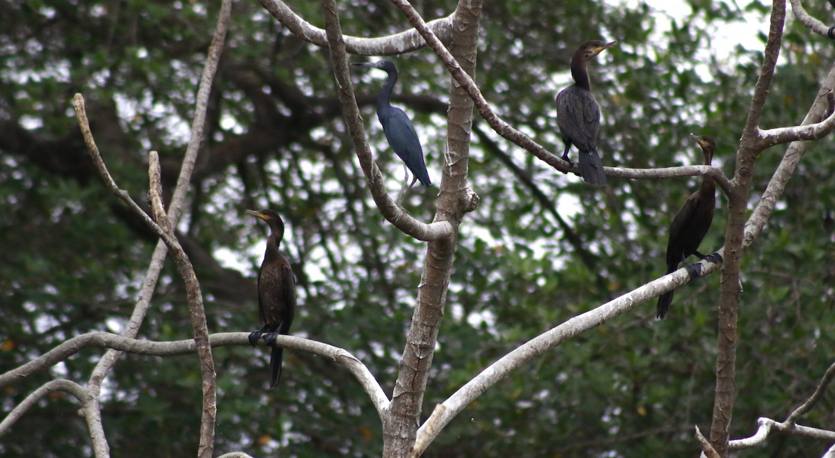 Little Blue Heron - ML641350261