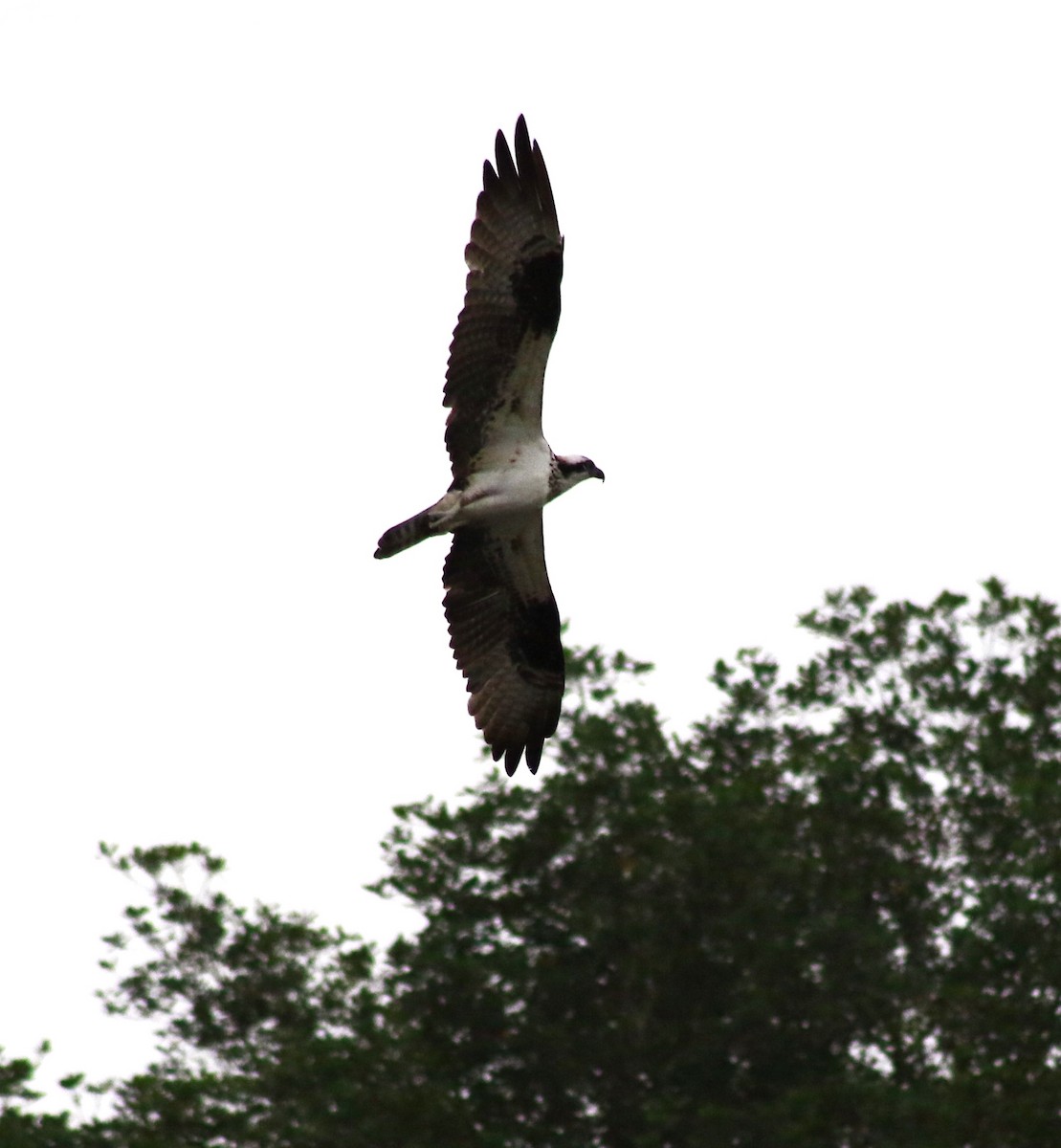 Osprey - ML641350266