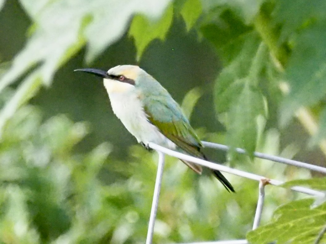 Abejaruco Australiano - ML641350271