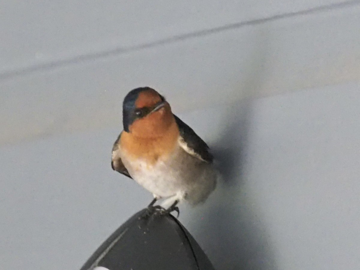 Golondrina Australiana - ML641350279