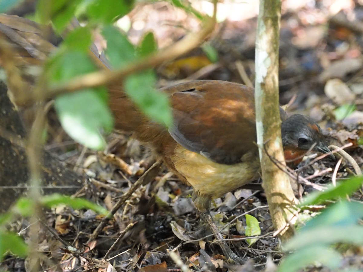 Albert's Lyrebird - ML641350316