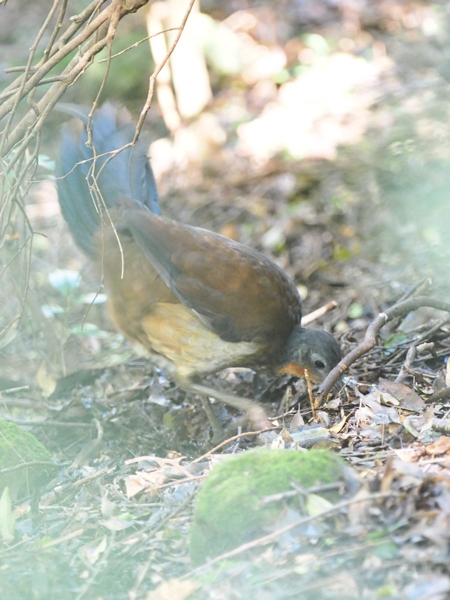 Albert's Lyrebird - ML641350317