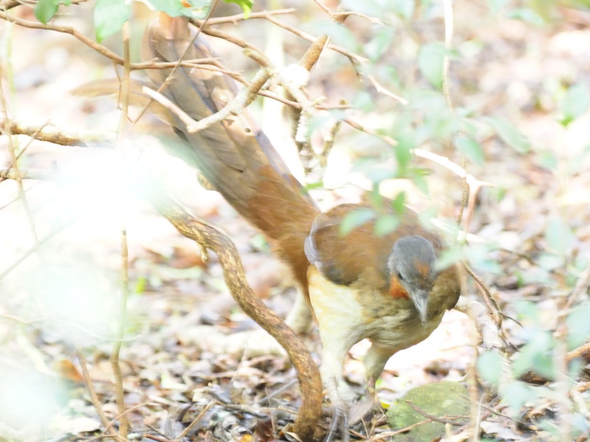 Albert's Lyrebird - ML641350321