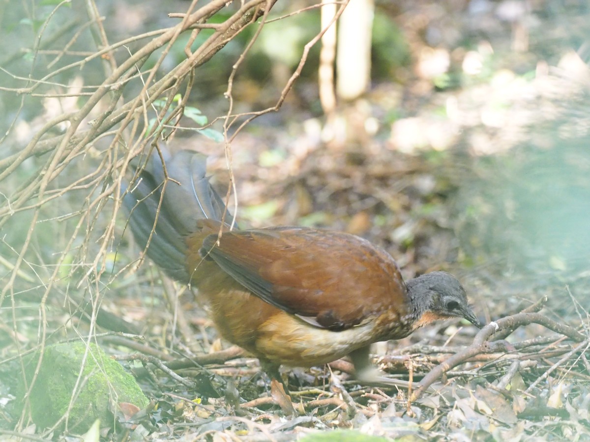 Albert's Lyrebird - ML641350322