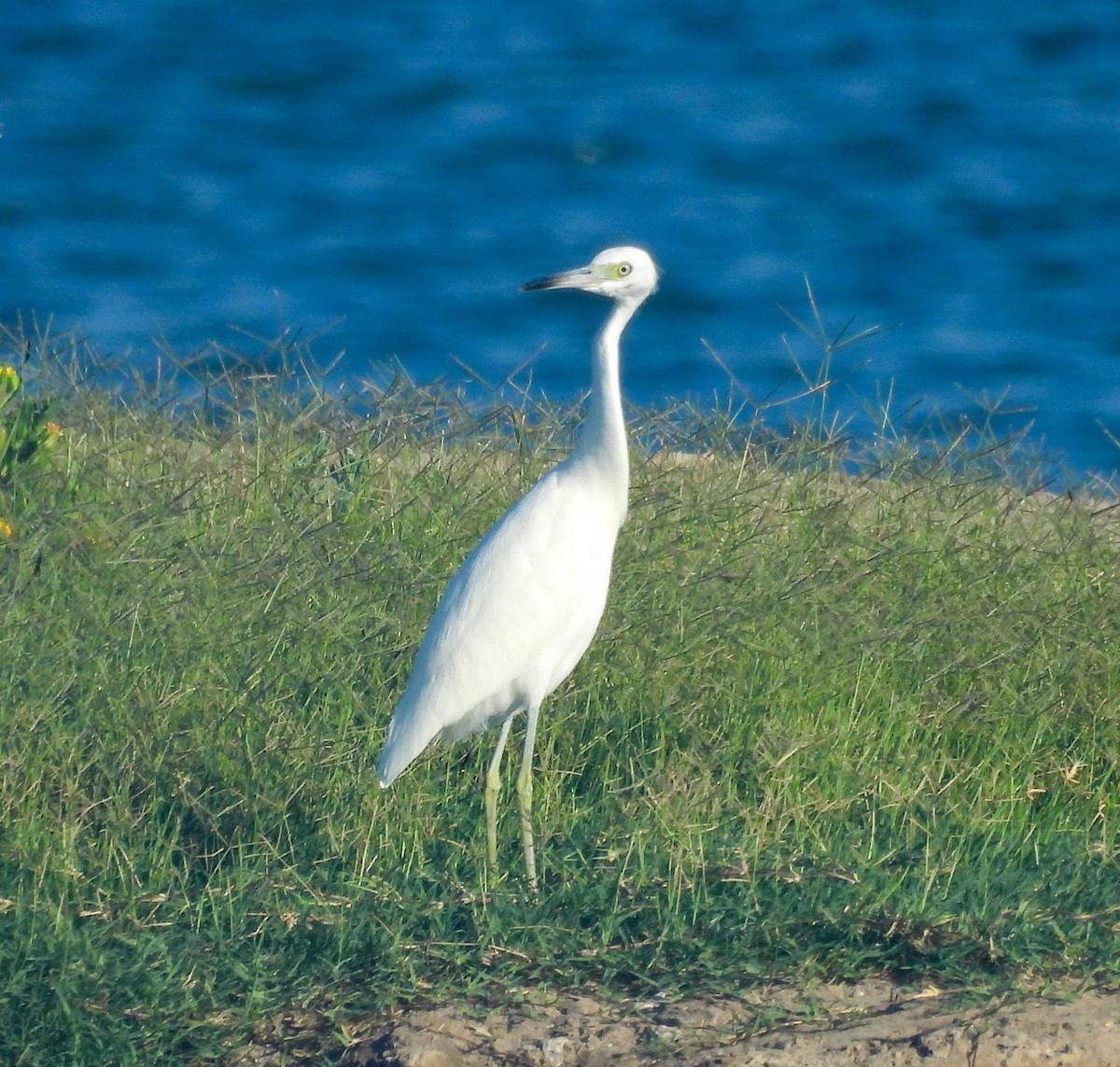 Little Blue Heron - ML641350331