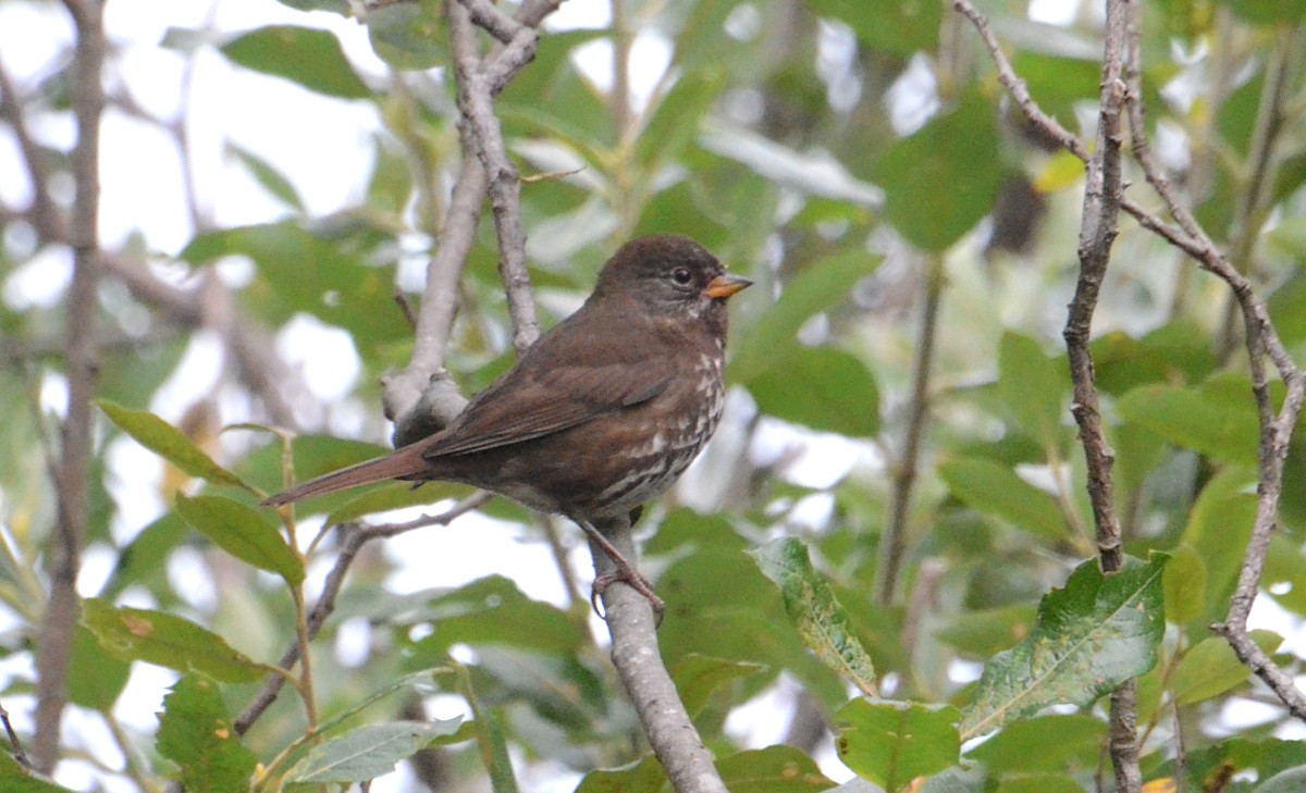 Fox Sparrow (Sooty) - ML641350339