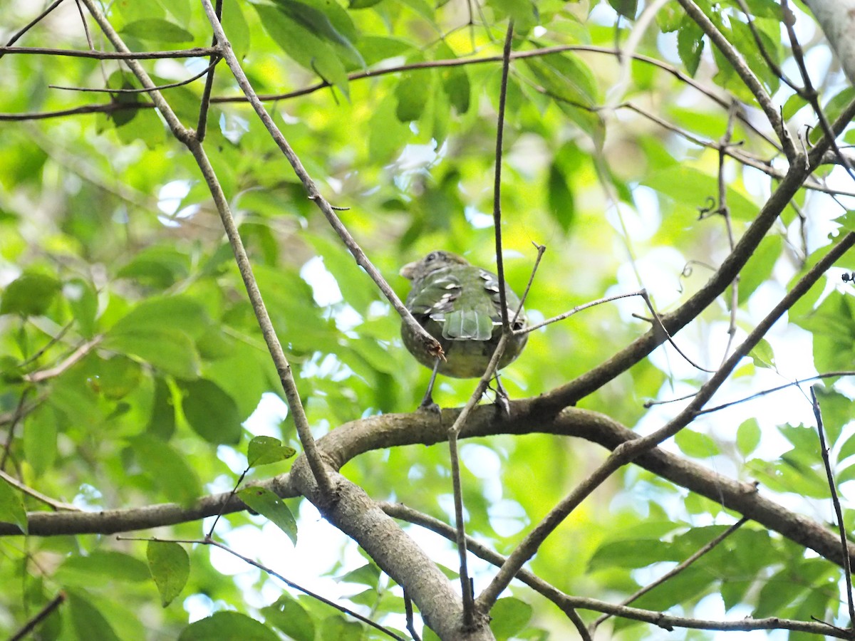 Green Catbird - ML641350340