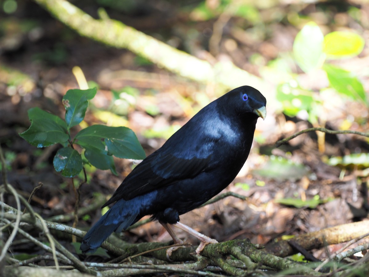 Satin Bowerbird - ML641350349