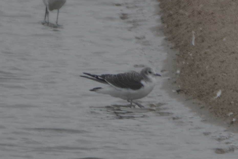 Sabine's Gull - ML641350361
