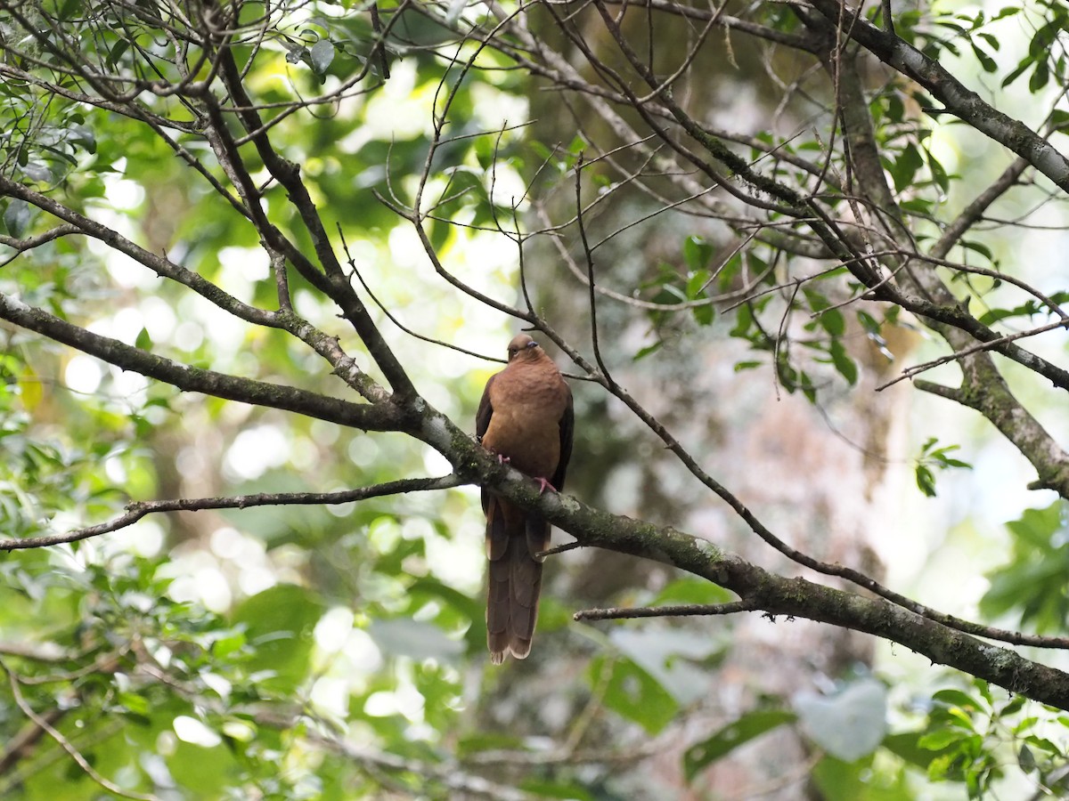 Brown Cuckoo-Dove - ML641350374