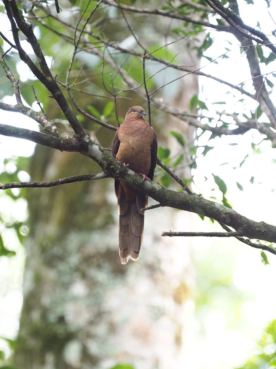 Brown Cuckoo-Dove - ML641350375