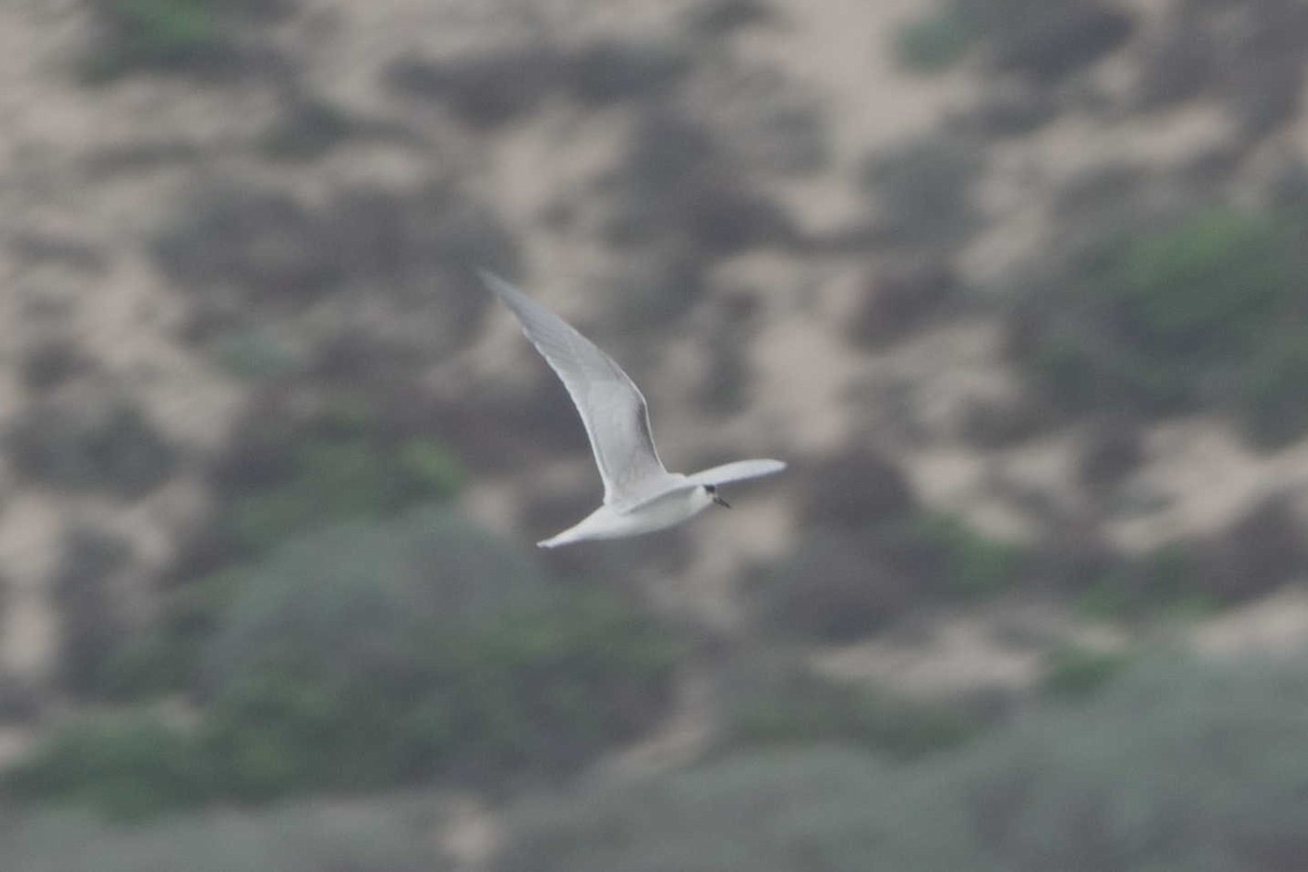Common Tern - ML641350383