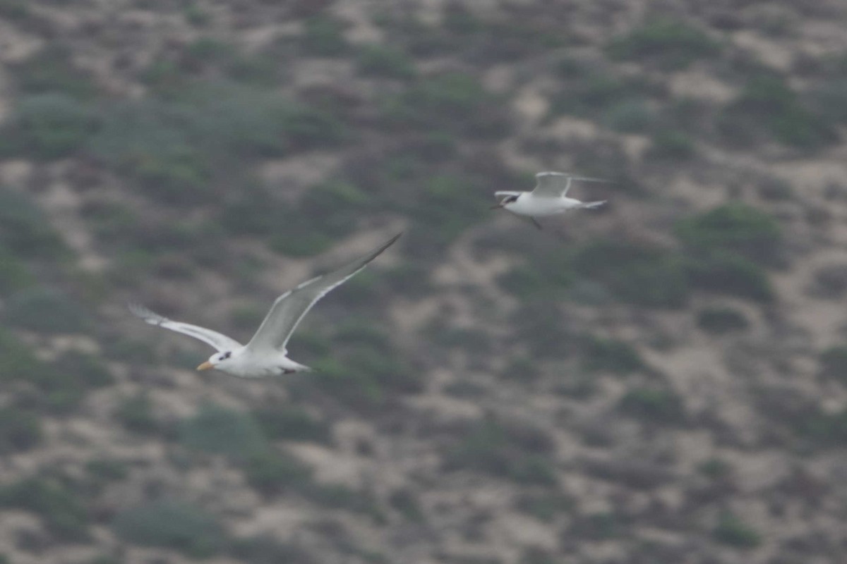 Common Tern - ML641350385