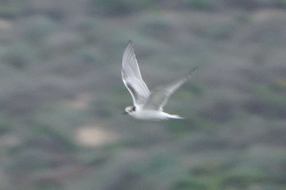 Common Tern - ML641350387