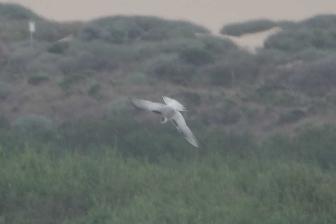 Common Tern - ML641350388