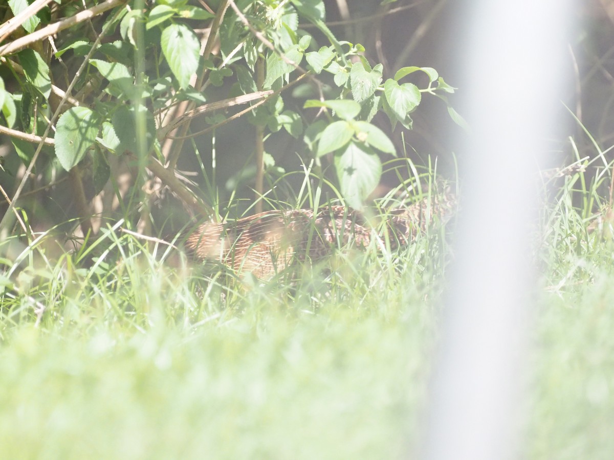 Pheasant Coucal - ML641350398