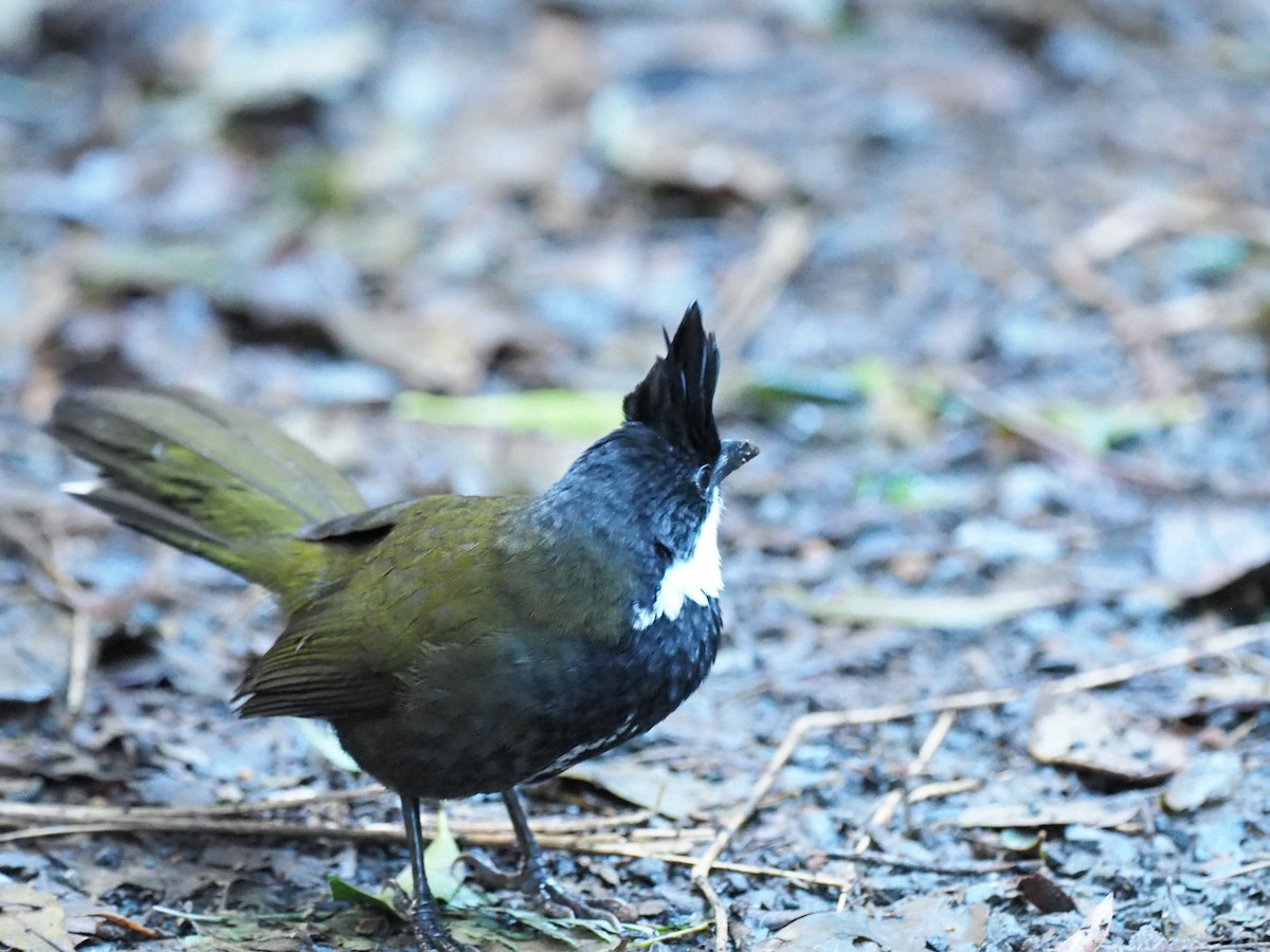 Eastern Whipbird - ML641350417