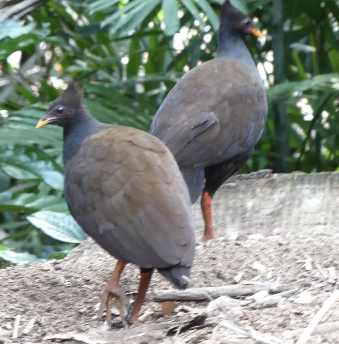 Orange-footed Megapode - ML641350421
