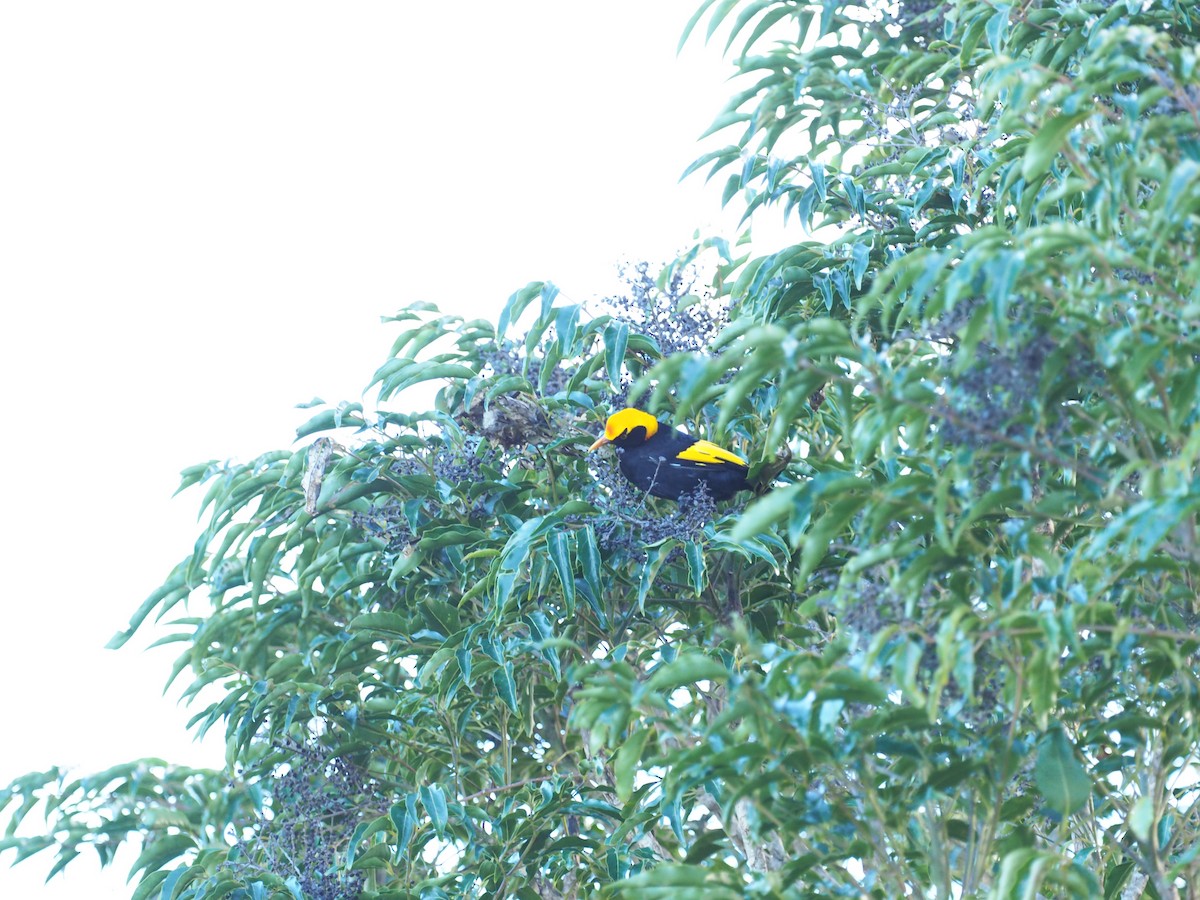 Regent Bowerbird - ML641350447