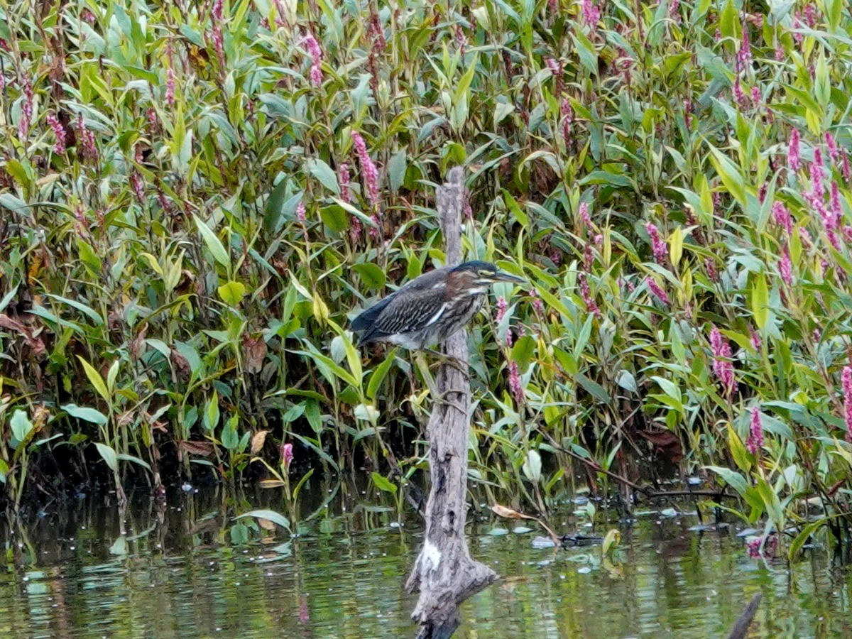 Green Heron - ML641350464