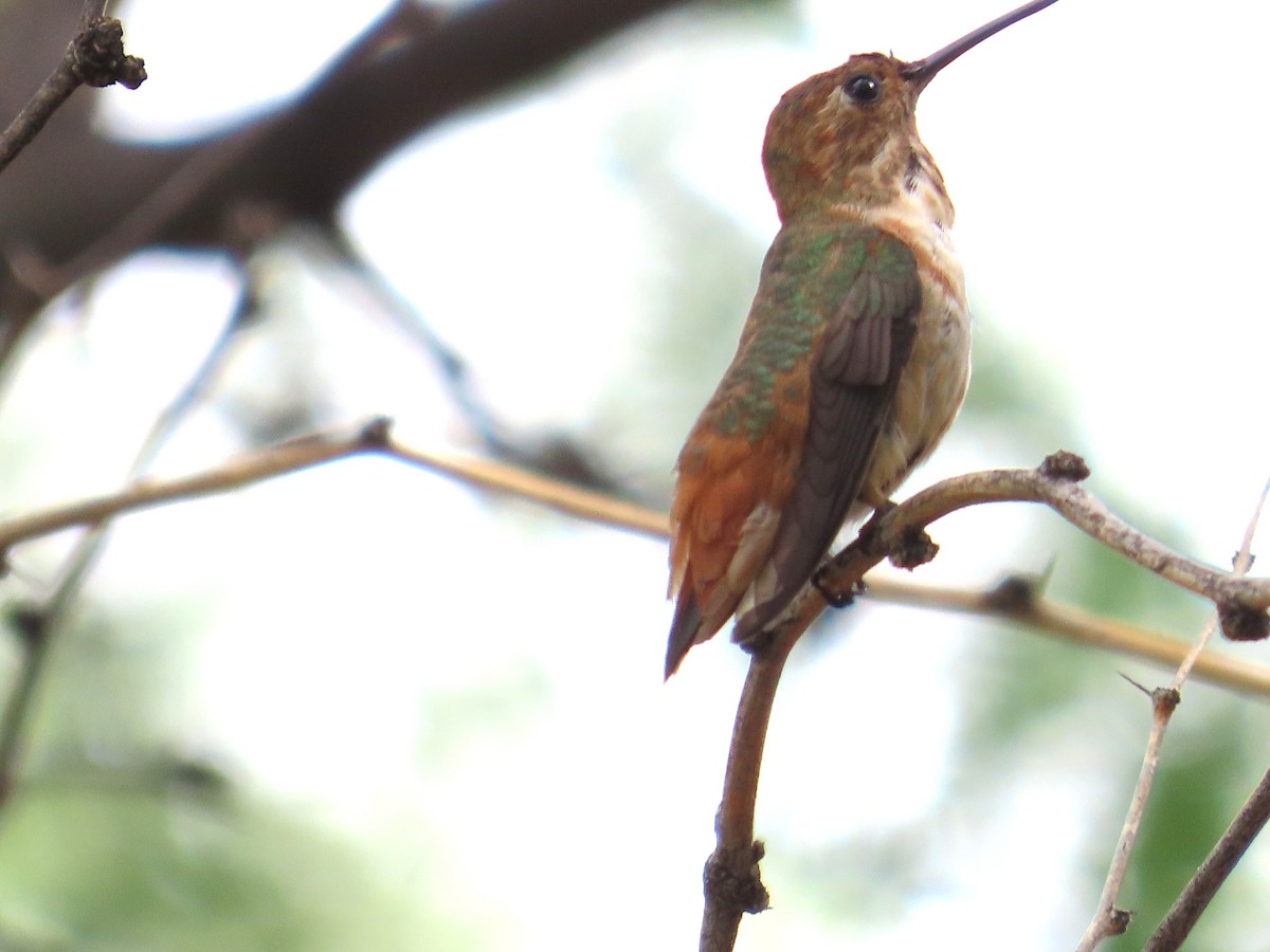 Rufous Hummingbird - ML641350477