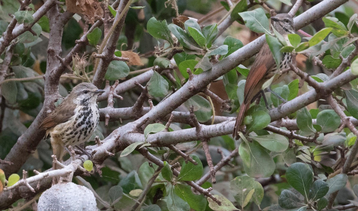 Spotted Morning-Thrush - ML641350482