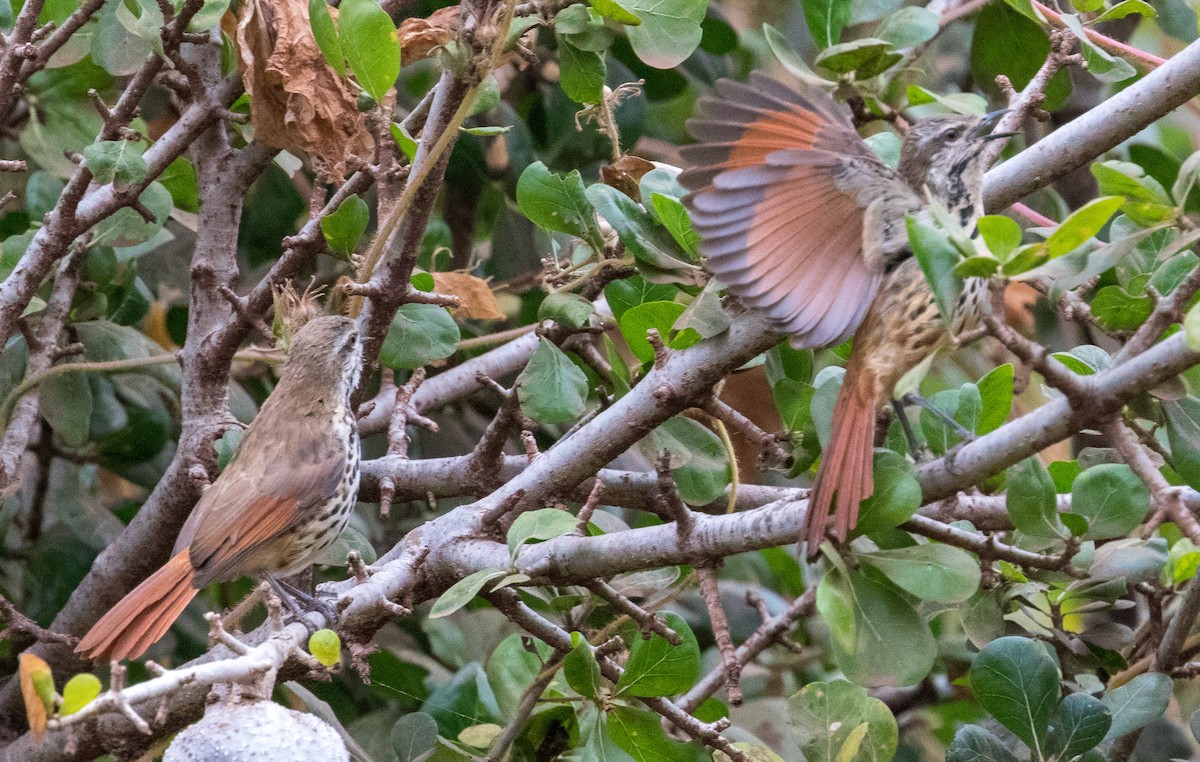 Spotted Morning-Thrush - ML641350483