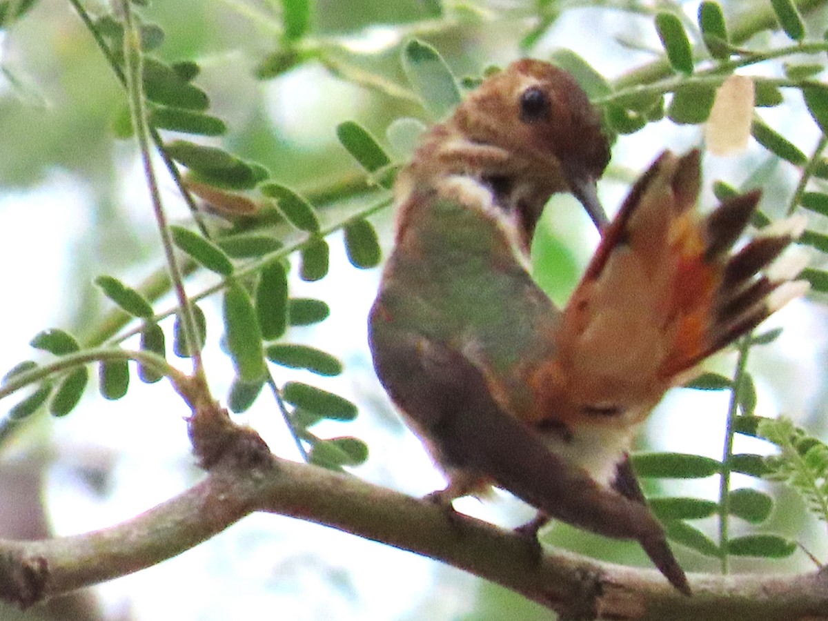 Rufous Hummingbird - ML641350488