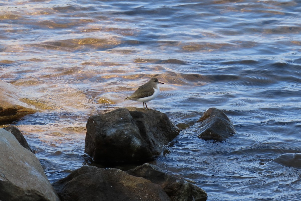 Spotted Sandpiper - ML641350524