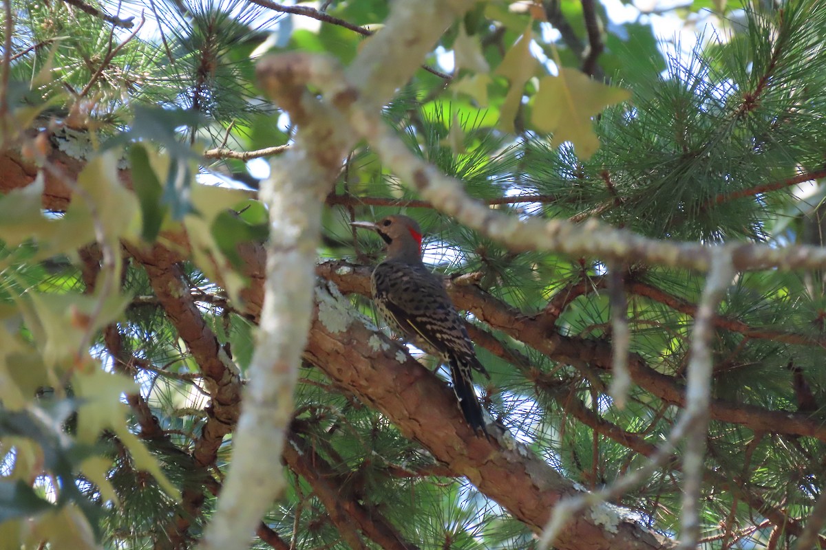Northern Flicker - ML641350531