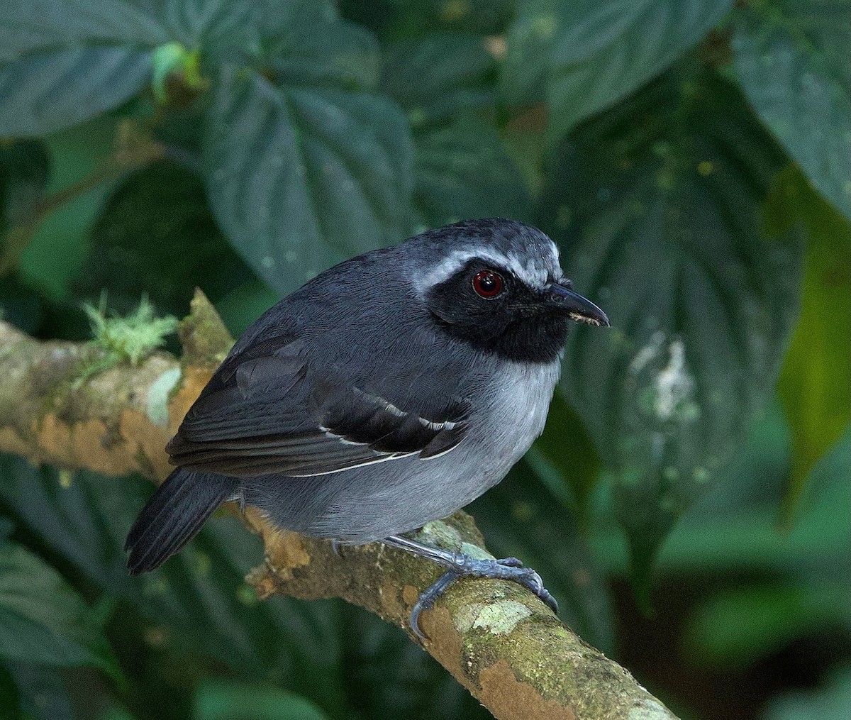 Black-faced Antbird - ML641350533