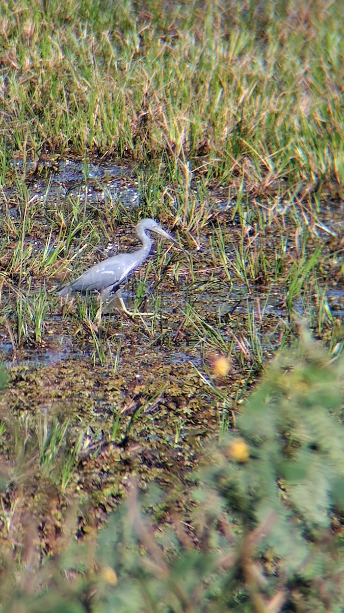 Little Blue Heron - ML641350534