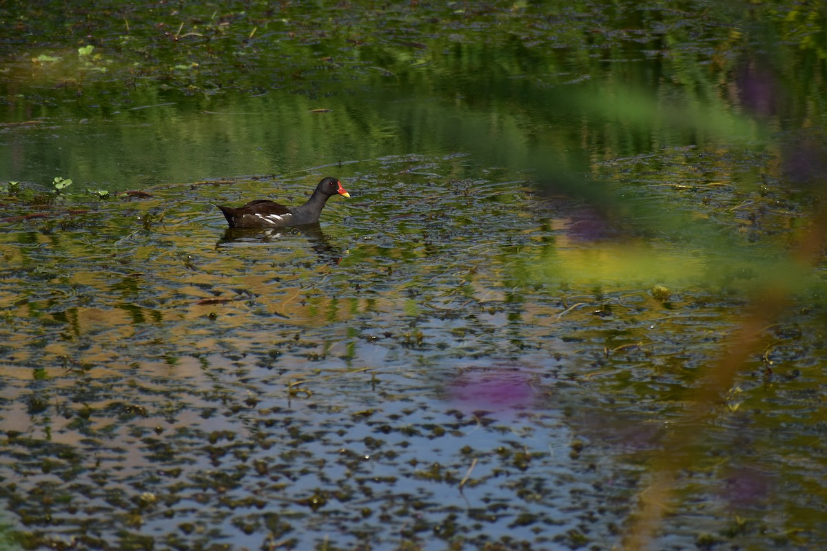 Eurasian Moorhen - ML641350585