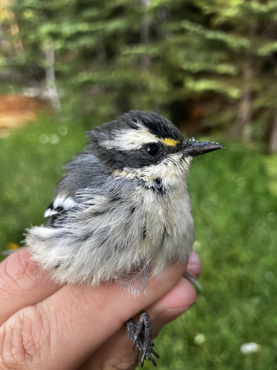 Black-throated Gray Warbler - ML641350586