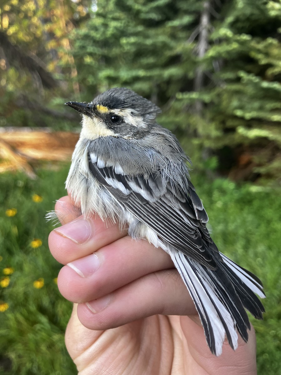 Black-throated Gray Warbler - ML641350587