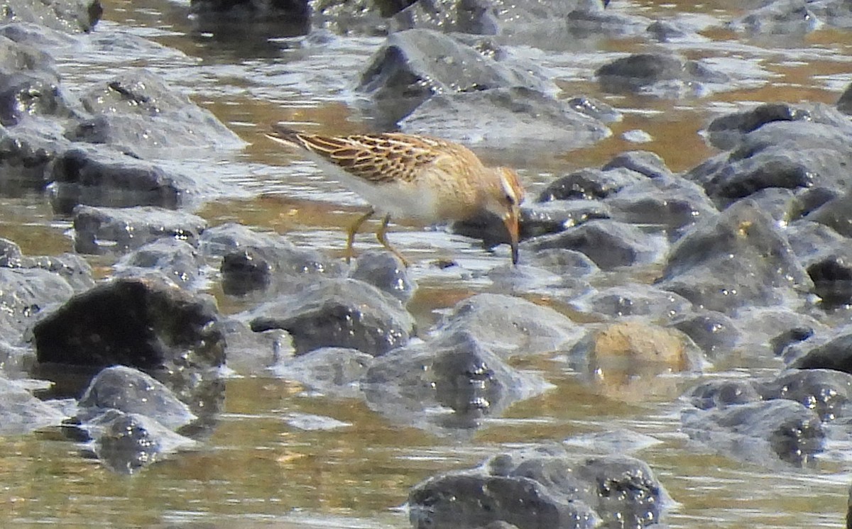 Pectoral Sandpiper - ML641350591