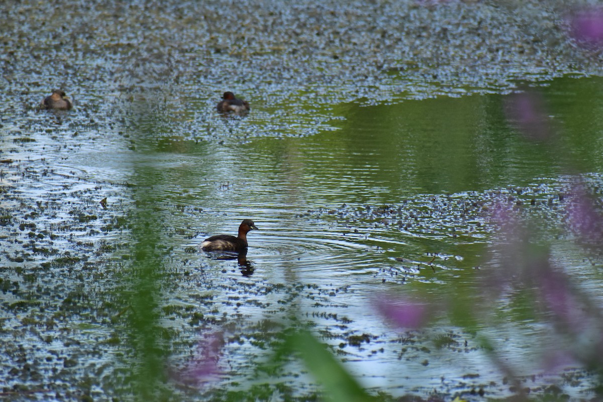 Little Grebe - ML641350593