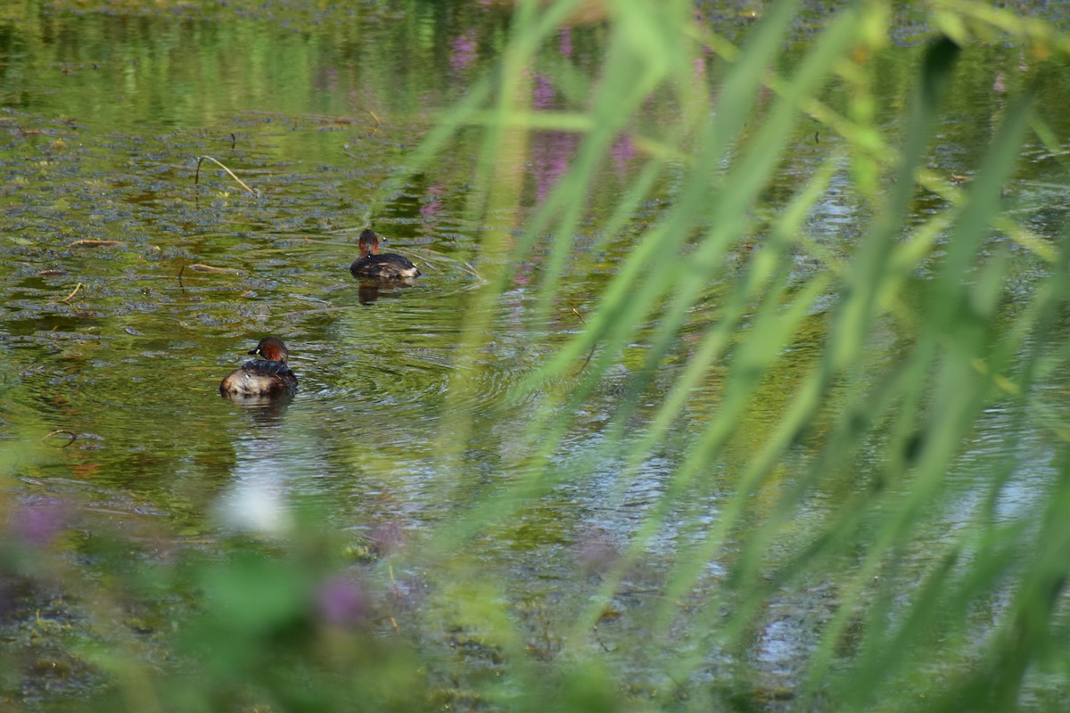 Little Grebe - ML641350594