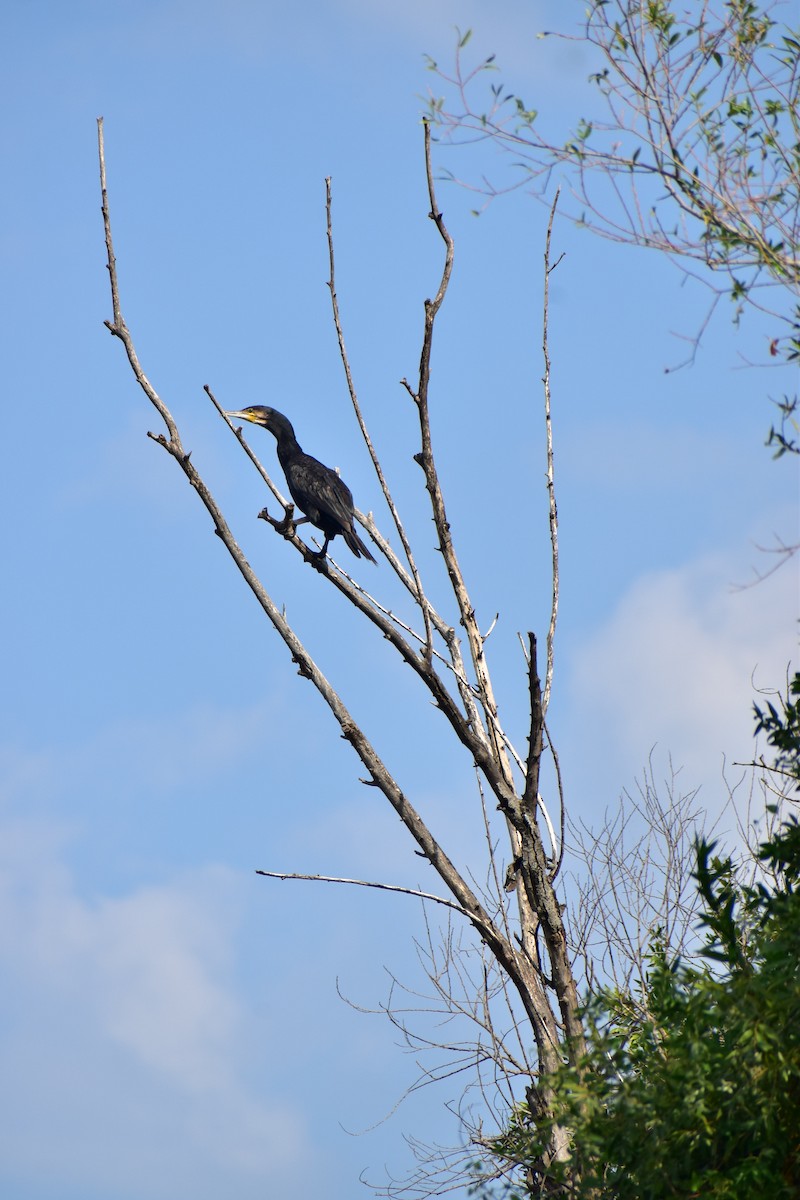 Great Cormorant - ML641350598