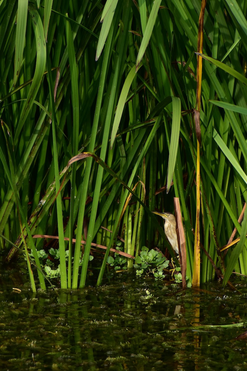 Little Bittern - ML641350599