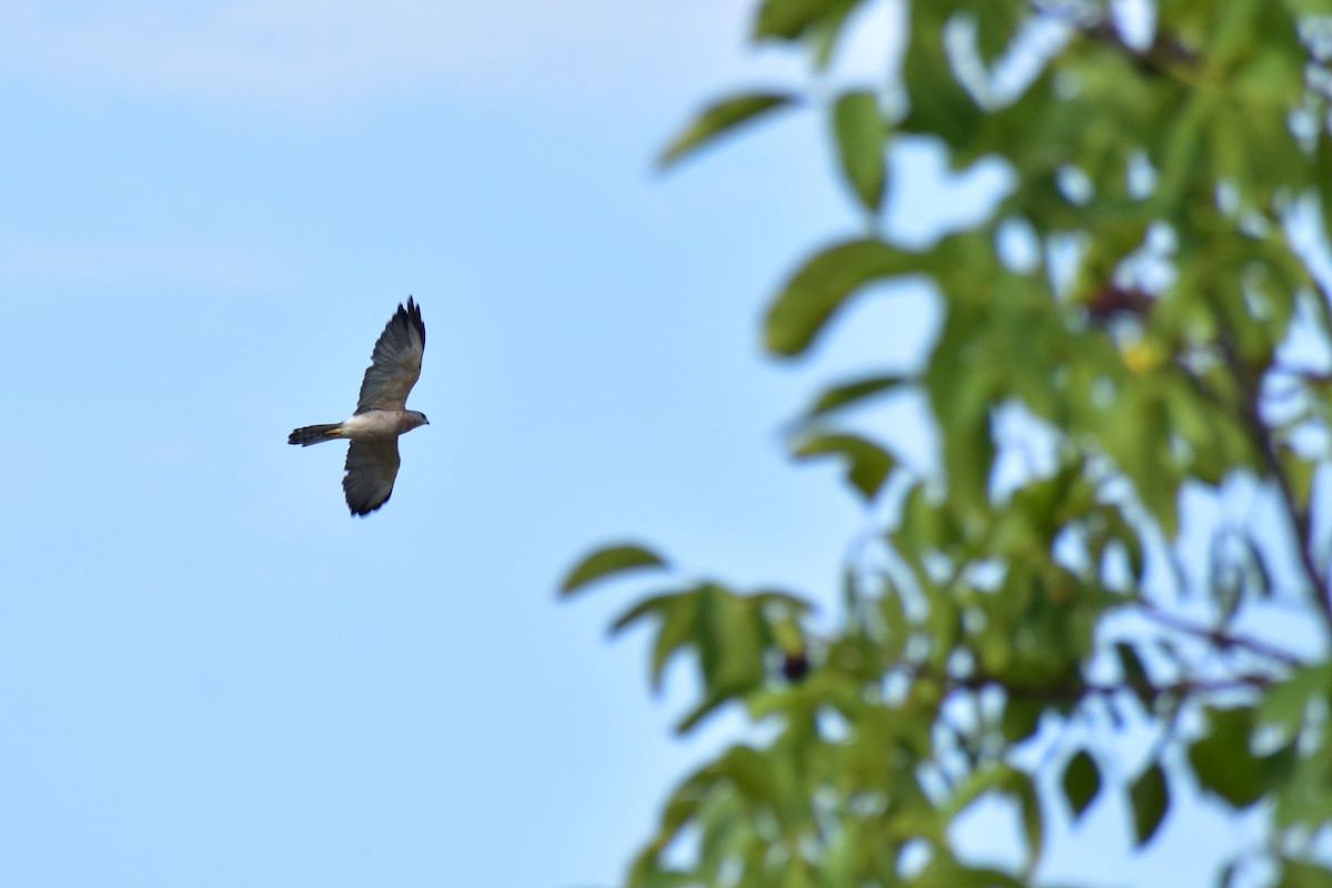 Levant Sparrowhawk - ML641350602